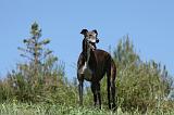 GREYHOUND 058
